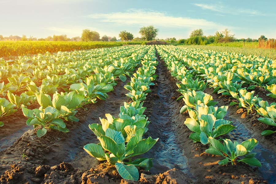 Specialized Business Insurance - Rows Of Crops Growing On Farm